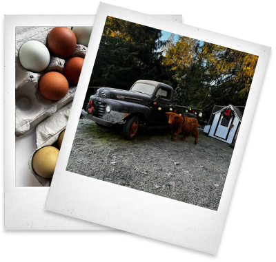 farm truck and packaged eggs
